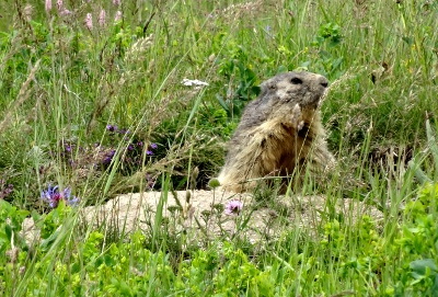 marmotte