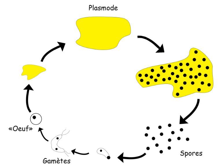 Cycle de vie d’un blob, Physarum polycephalum